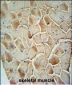 COX10 Antibody (C-term)